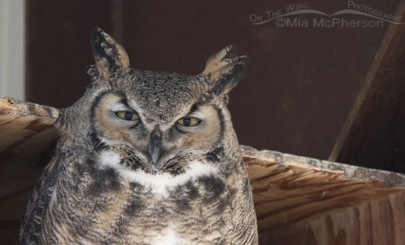Great Horned Owl nest box thumbnail