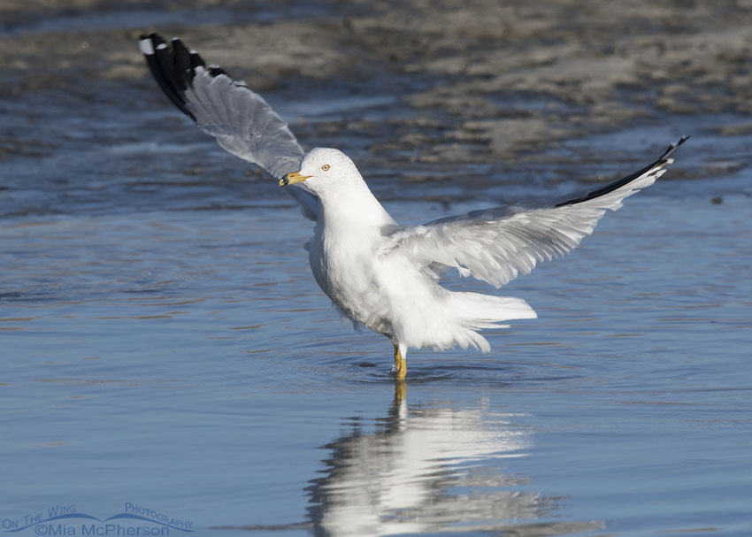 Ring-billed Gull immediately after bathing