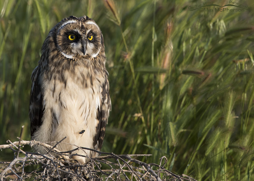 Short-eared Owl fledgling with a fly on its belly