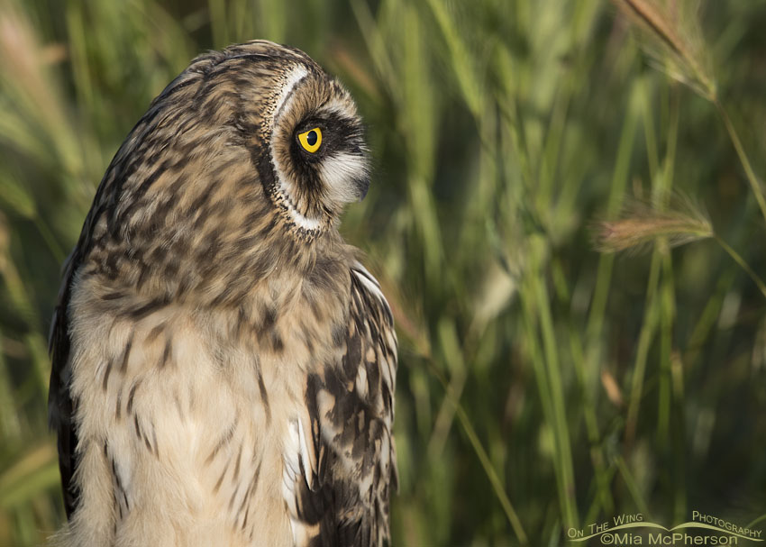 Side view of a Short-eared Owl fledgling