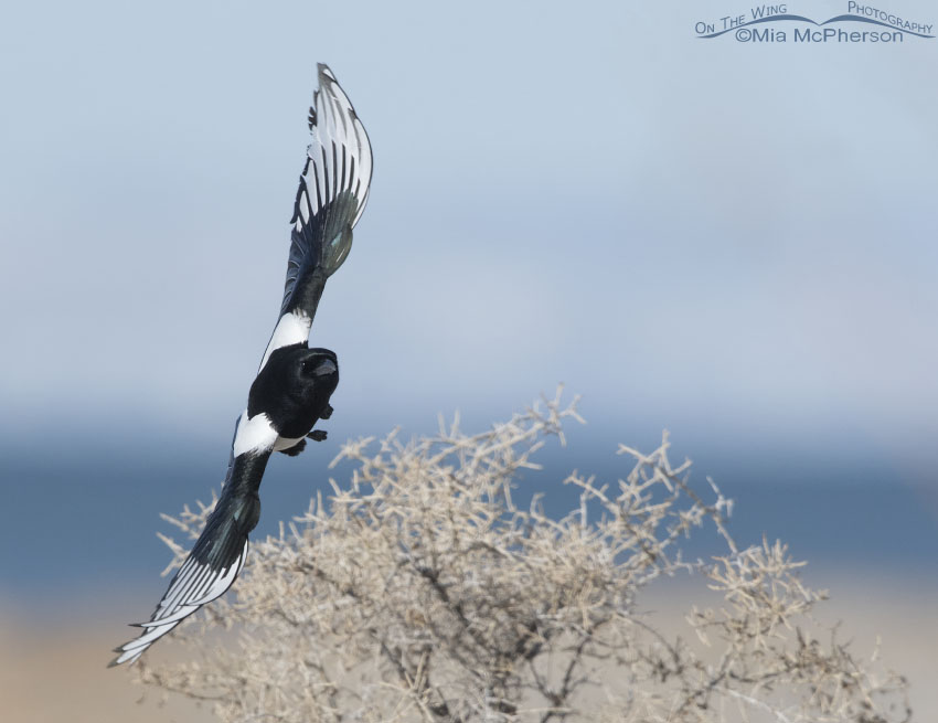 Adult Black-billed Magpie on the wing