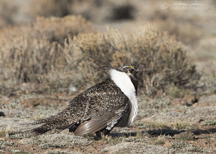 Male Greater Sage-Grouse on a high sagebrush steppe