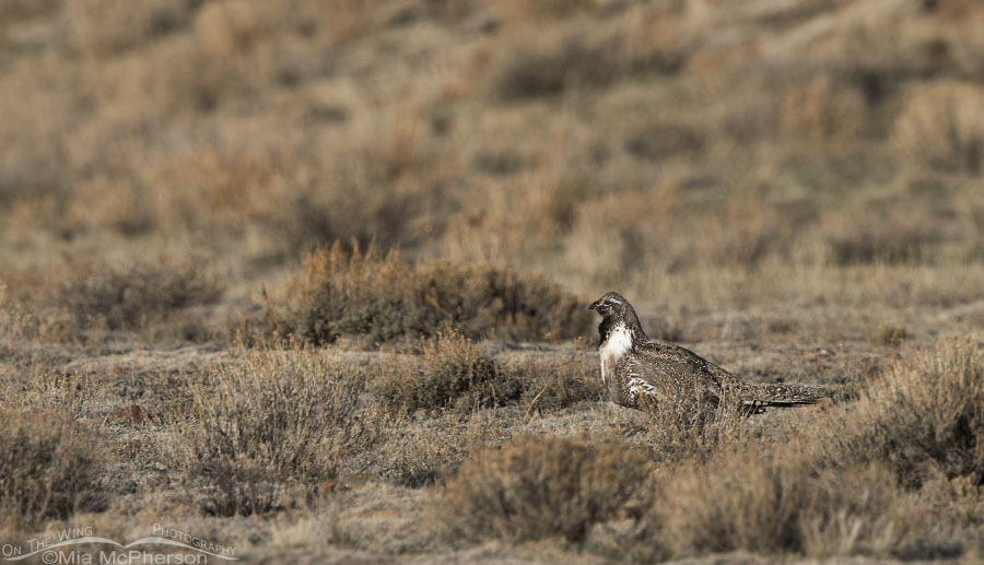 Male Greater Sage-Grouse at the edge of the lek