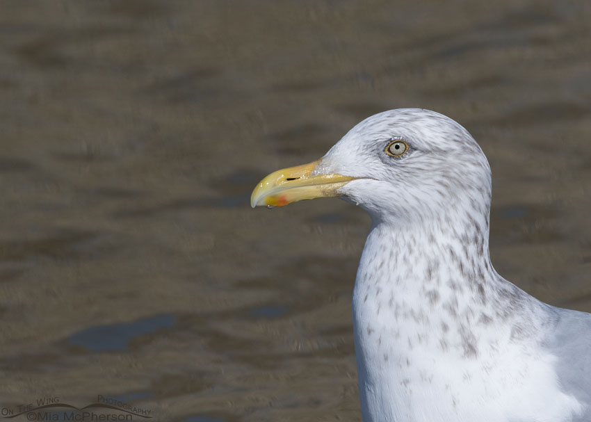 Winter Herring Gull profile portrait