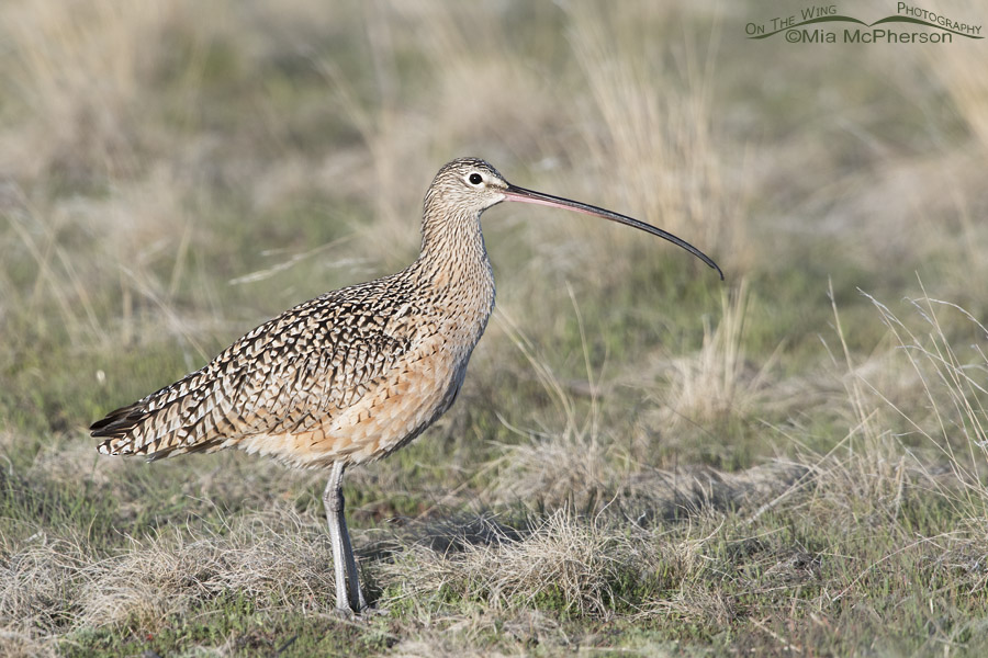 Male Long-billed Curlew in the grasses on Antelope Island