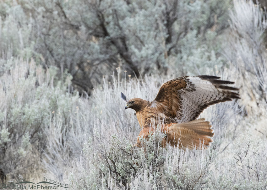 Red-tailed Hawk landing on sage in low light