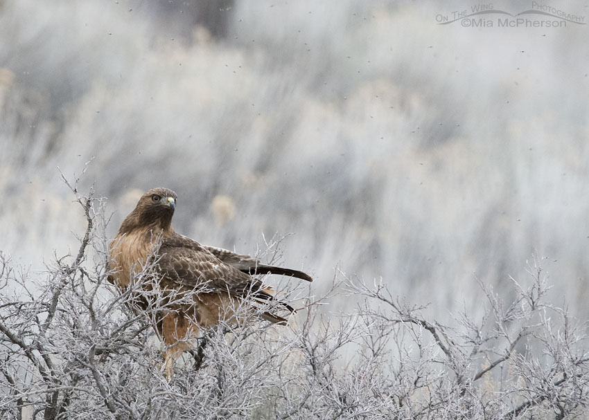 Red-tailed Hawk, midges and low light