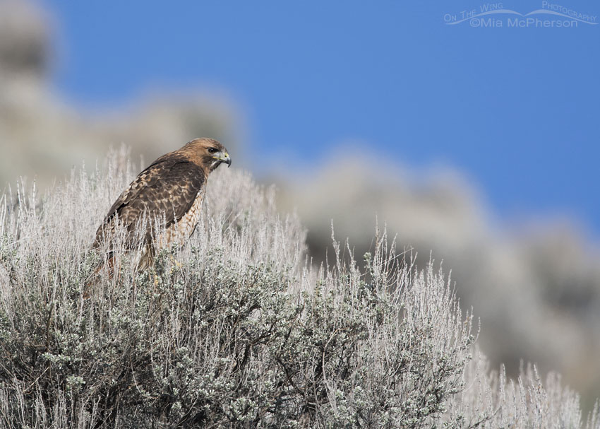 Adult Red-tailed Hawk perched on top of sagebrush