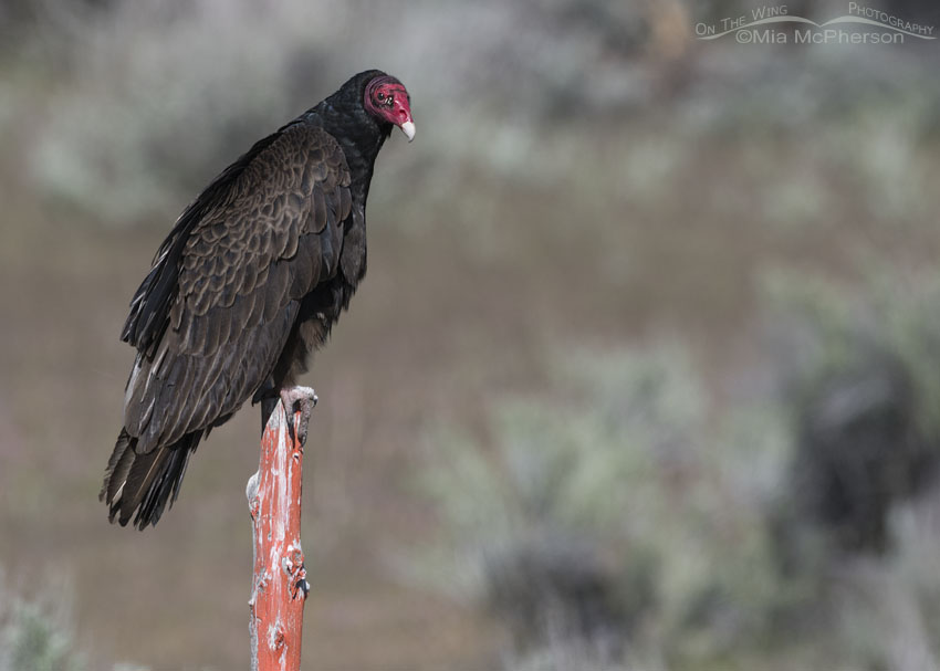 Turkey Vulture perched on an orange post