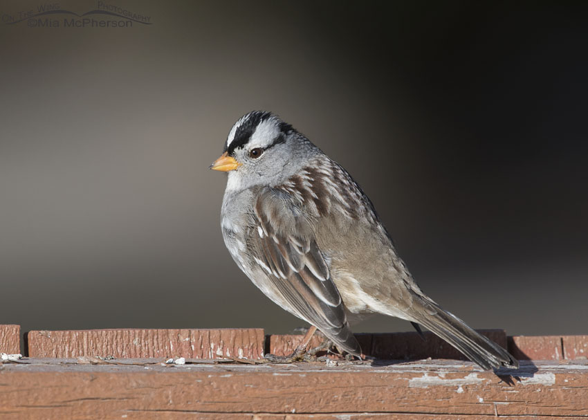 White-crowned Sparrow on a fence rail