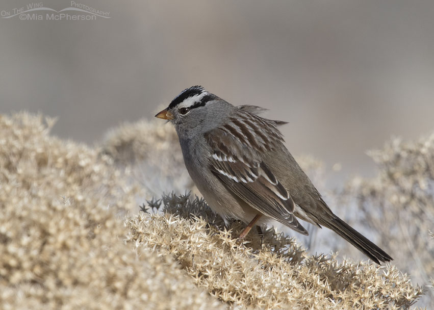 Windblown White-crowned Sparrow