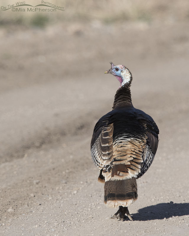 Back view of a tom Turkey