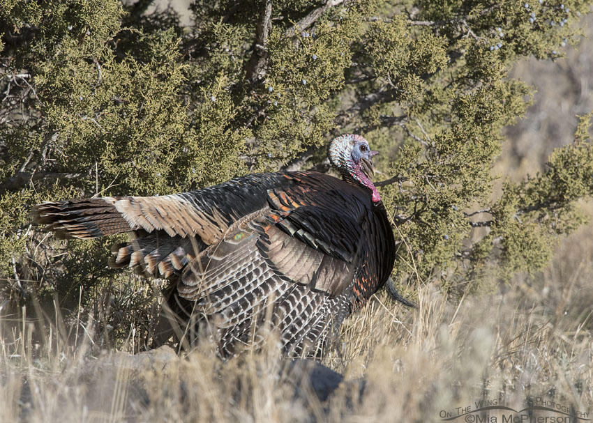 Wild Turkey tom displaying in the Stansbury Mountains