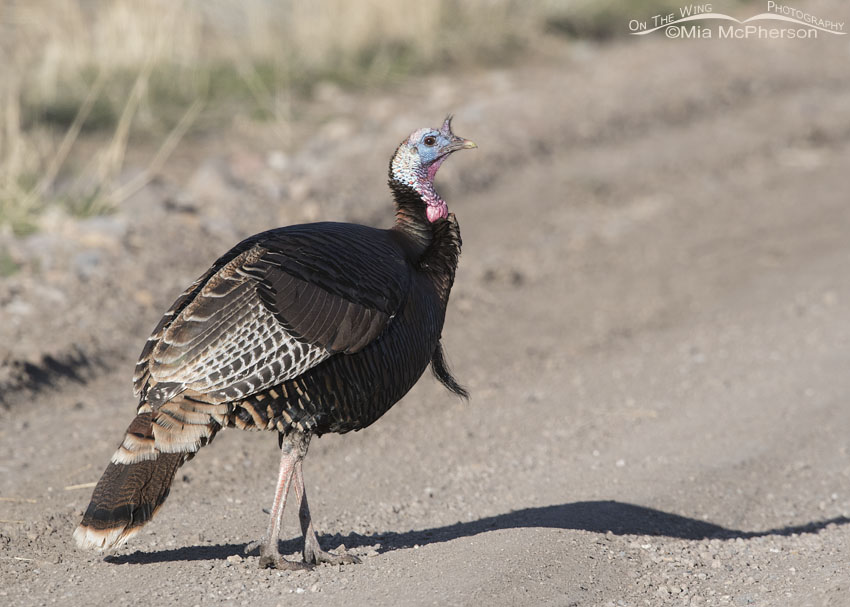 Wild Turkey tom crossing a road