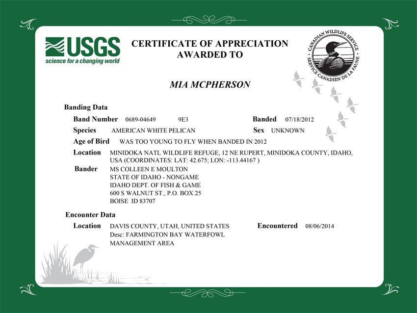 Certificate of Appreciation 9E3 American White Pelican