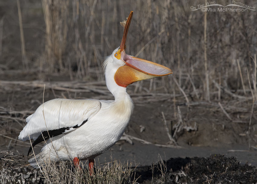 American White Pelican with bill wide open, Bear River Migratory Bird Refuge, Box Elder County, Utah