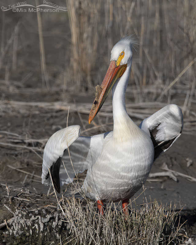 American White Pelican in Definitive Alternate plumage, Bear River Migratory Bird Refuge, Box Elder County, Utah