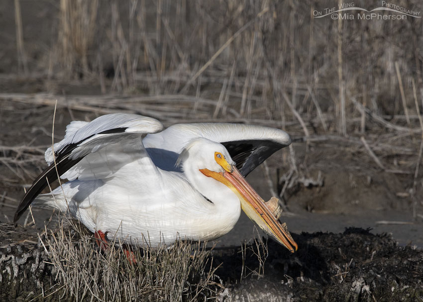 Adult American White Pelican crouching to lift off, Bear River Migratory Bird Refuge, Box Elder County, Utah
