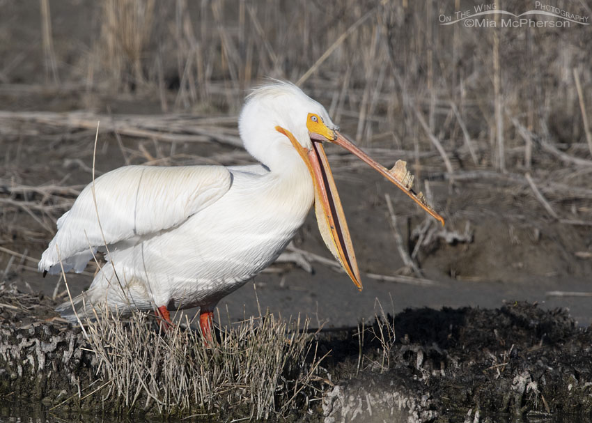 American White Pelican in Definitive Alternate plumage with its bill open, Bear River Migratory Bird Refuge, Box Elder County, Utah