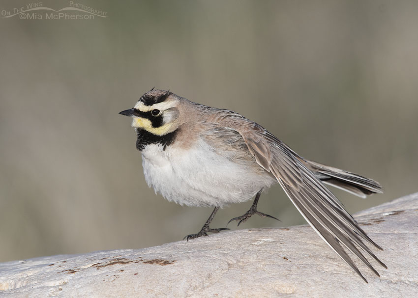 Male Horned Lark stretching his left wing