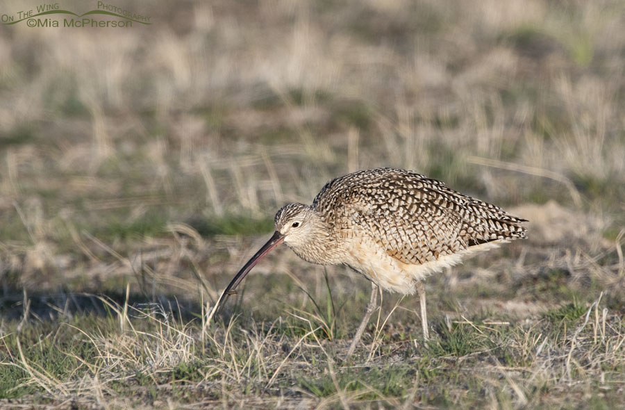 Male Long-billed Curlew foraging on Antelope Island
