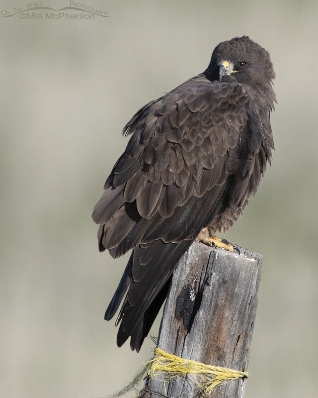 Dark morph Swainson's Hawk in northern Utah