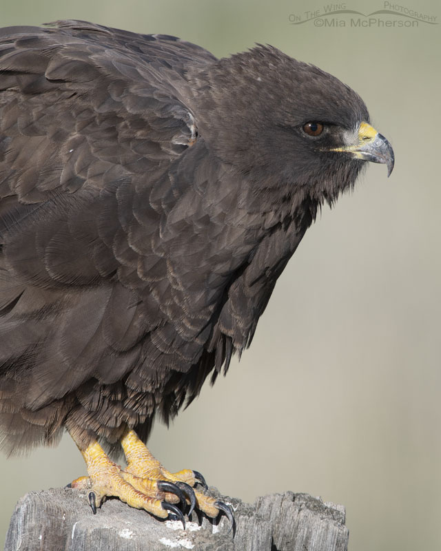 Close up of a very dark Swainson's Hawk