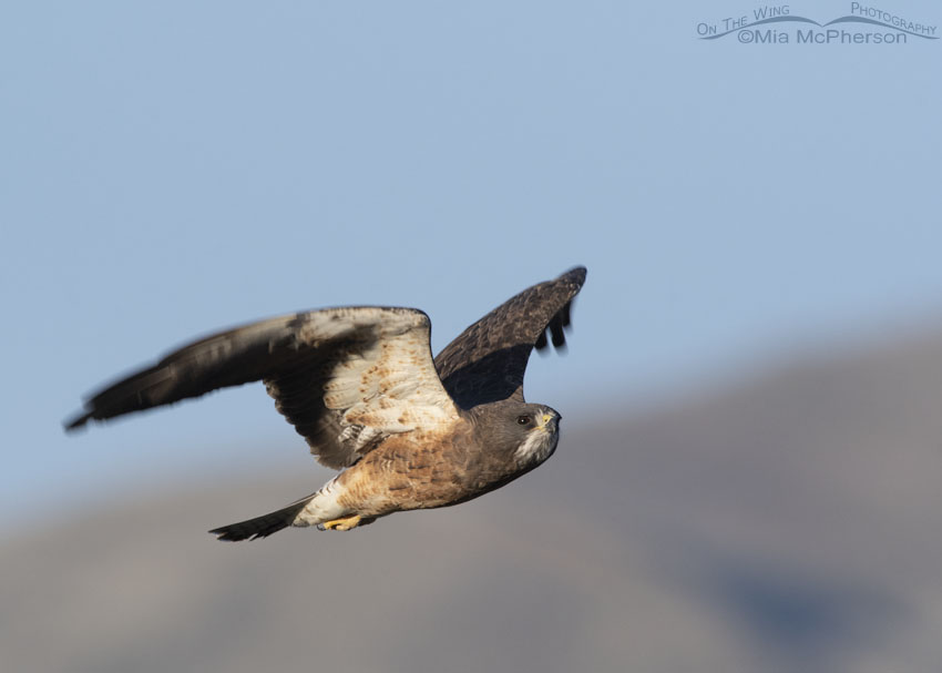 Intermediate morph Swainson's Hawk in flight with mountains in the background, Box Elder County, Utah