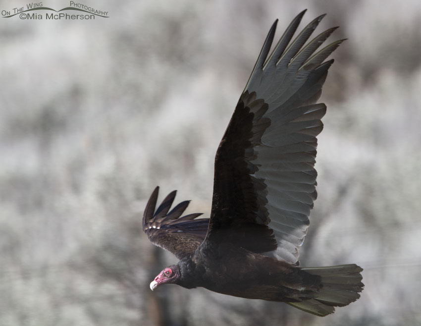 Turkey Vulture in flight close up