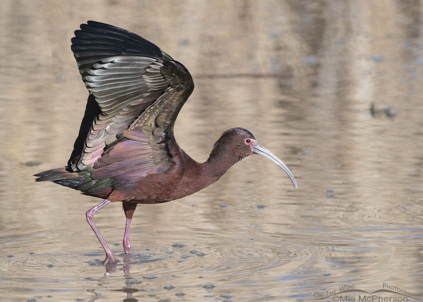 White-faced Ibis with its wings up, Bear River Migratory Bird Refuge, Box Elder County, Utah