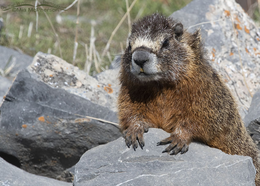 Frazzled looking female Yellow-bellied Marmot watching over her pups