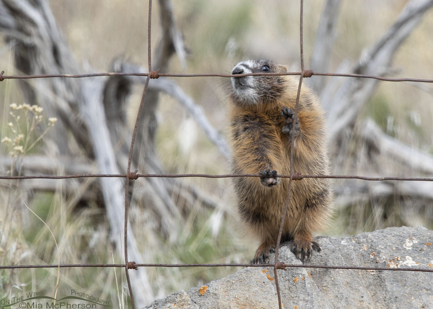 Yellow-bellied Marmot pup sniffing a fence