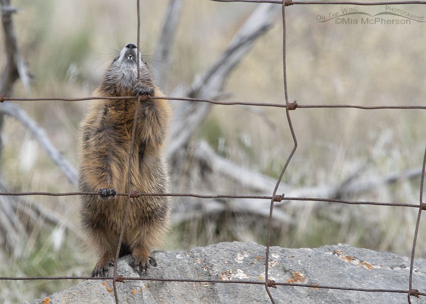 Yellow-bellied Marmot pup looking up at the top of a fence