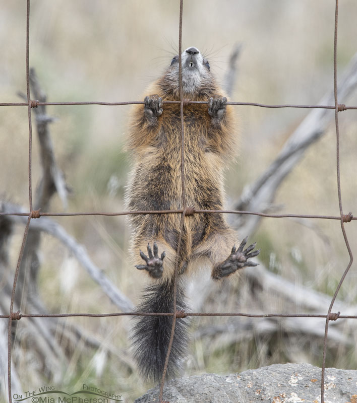 Yellow-bellied Marmot pup climbing a fence