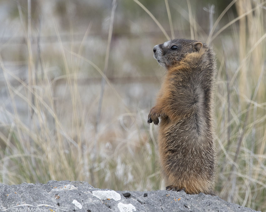 Alert little Yellow-bellied Marmot pup on a rock