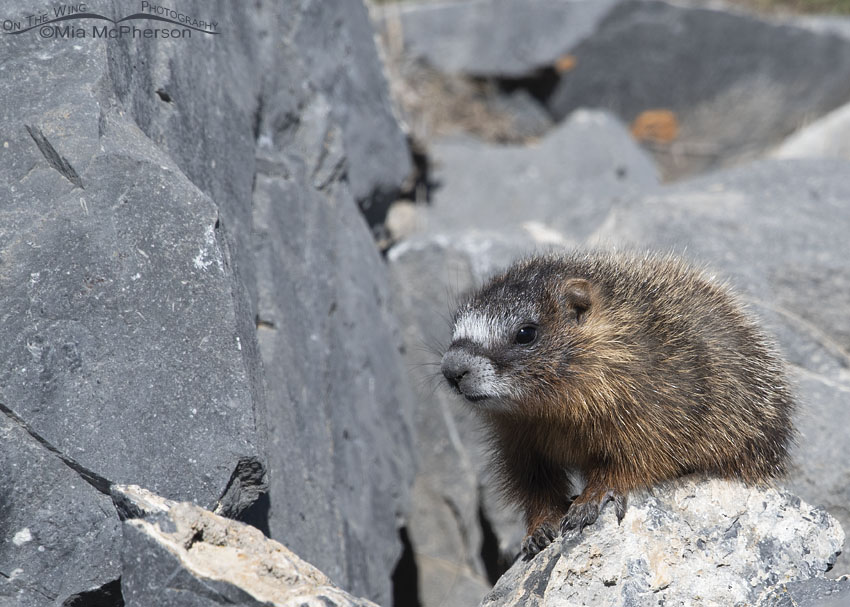Yellow-bellied Marmot pup sitting on top of a boulder