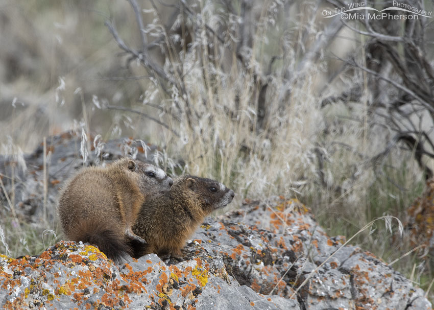 Cute Yellow-bellied Marmot pups on a lichen-covered rock