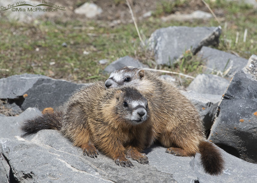 Cuddling Yellow-bellied Marmot pups