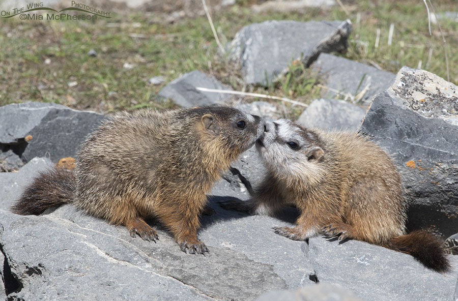 Sibling Yellow-bellied Marmot pups