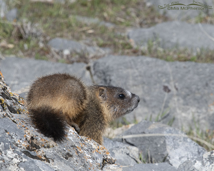 Yellow-bellied Marmot pup on an April morning