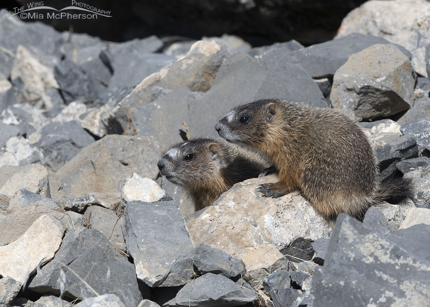 Two Yellow-bellied Marmot pups on the rocks