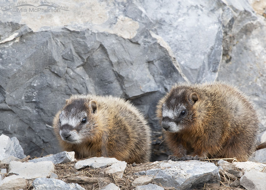 Yellow-bellied Marmot pup siblings near their burrow