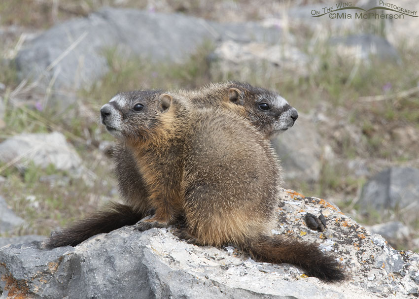 Yellow-bellied Marmot pups side by side