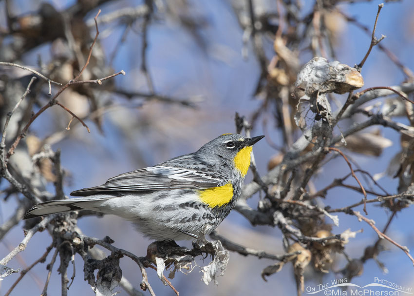 Yellow-rumped Warbler in breeding plumage during Spring migration, Box Elder County, Utah