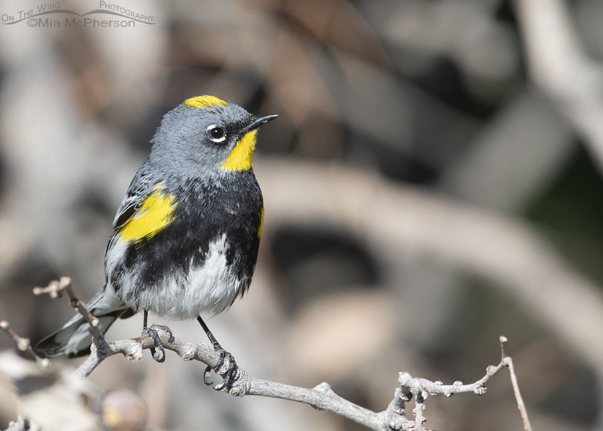 Yellow-rumped Warbler (Audubon's) male frontal view, Box Elder County, Utah