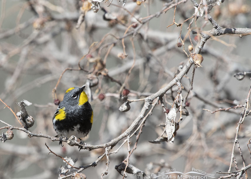 Foraging male Yellow-rumped Warbler, Box Elder County, Utah