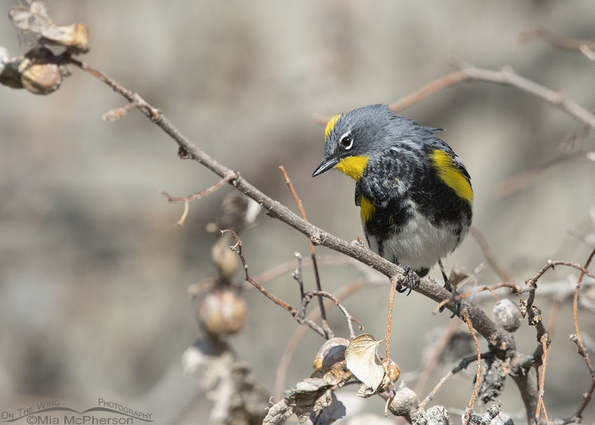 Spring Yellow-rumped Warbler in breeding plumage, Box Elder County, Utah