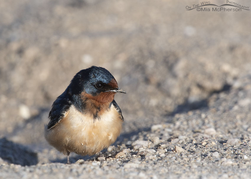 Barn Swallow up close, Antelope Island State Park, Davis County, Utah