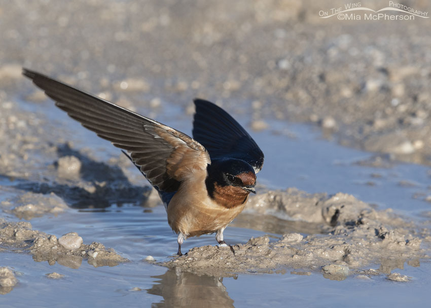Barn Swallow landing at a puddle, Antelope Island State Park, Davis County, Utah