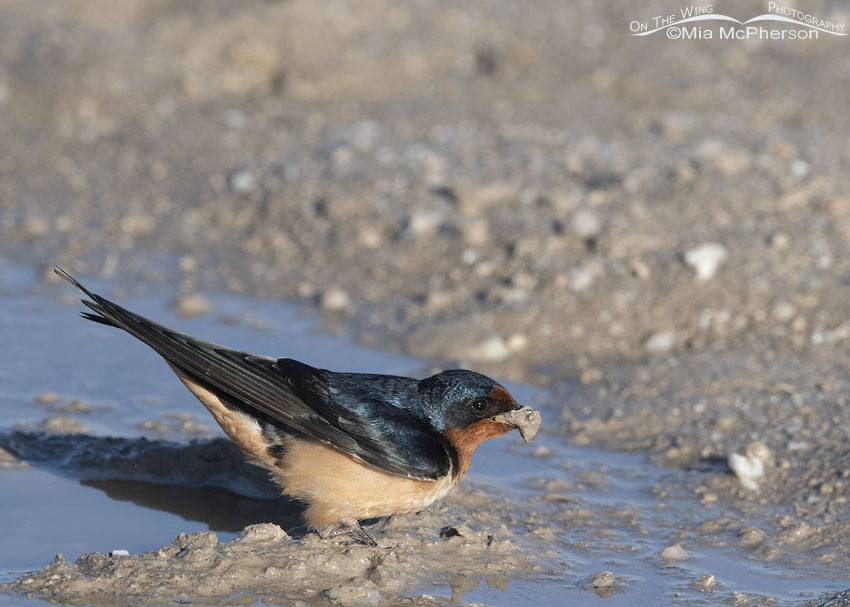 Barn Swallow with a mud filled beak, Antelope Island State Park, Davis County, Utah